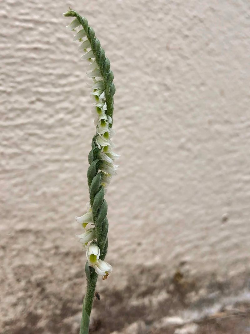 Spiranthes spiralis  - Armelle Bass