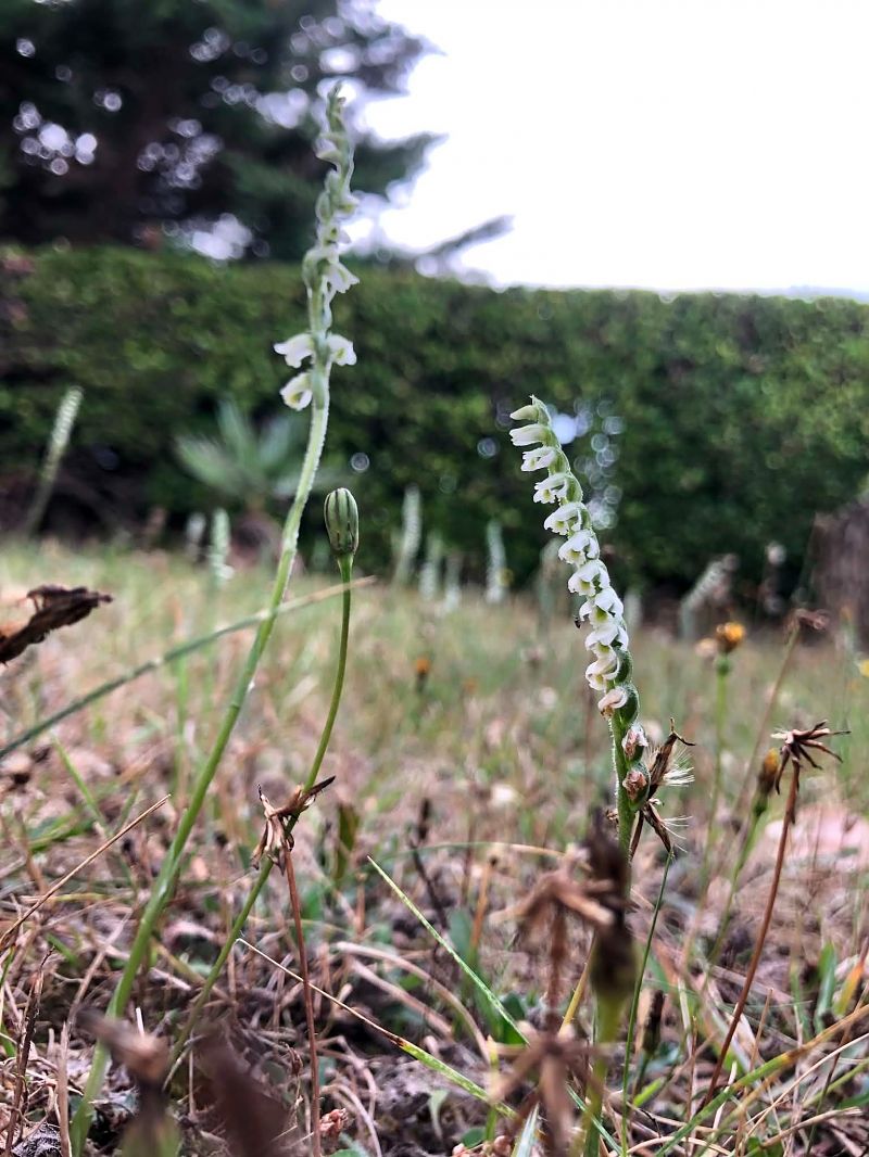 Spiranthes spiralis  - Armelle Bass