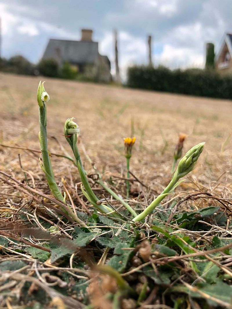 Spiranthes spiralis  - Armelle Bass
