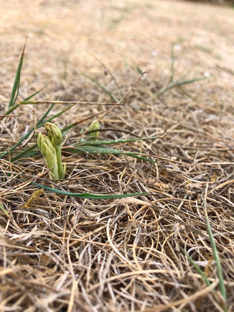 Spiranthes spiralis  - Armelle Bass