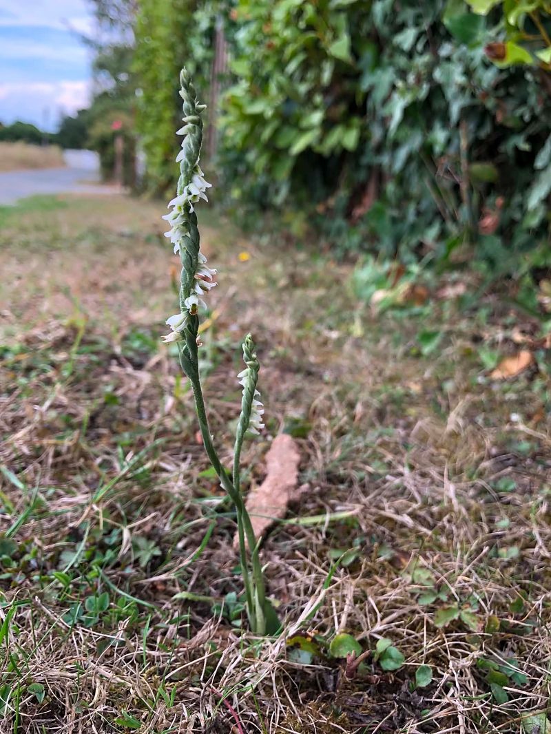 Spiranthes spiralis  - Armelle Bass