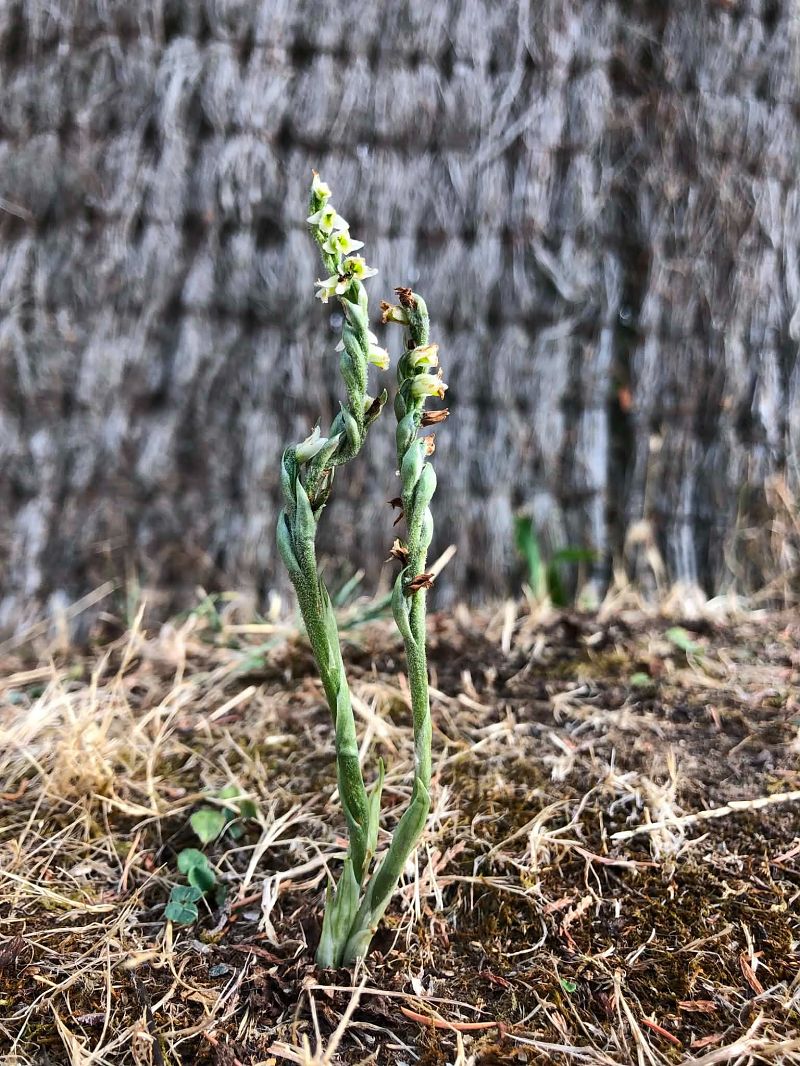 Spiranthes spiralis  - Armelle Bass