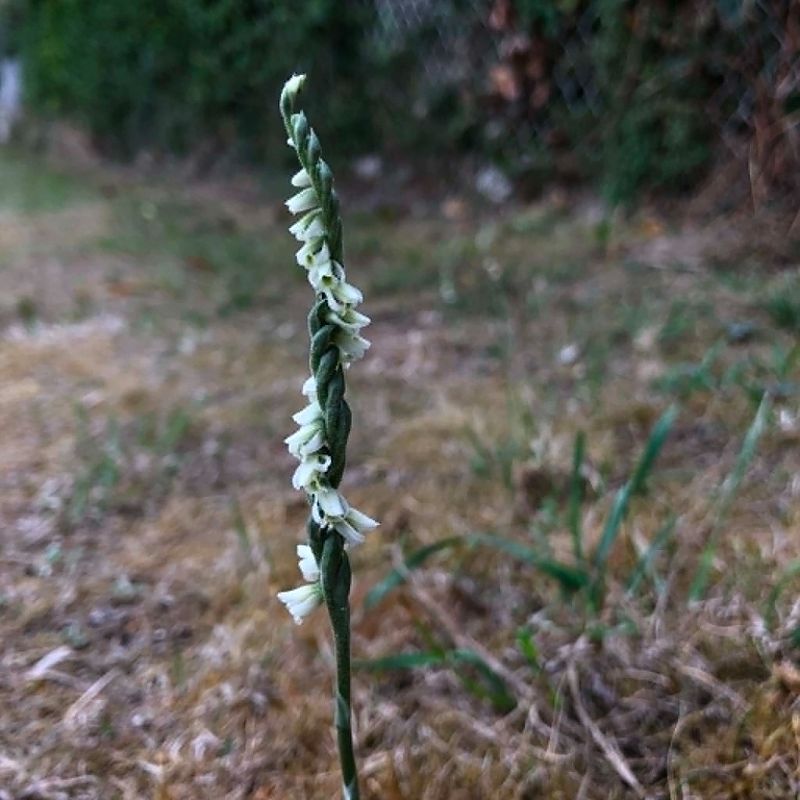 Spiranthes spiralis  - Armelle Bass