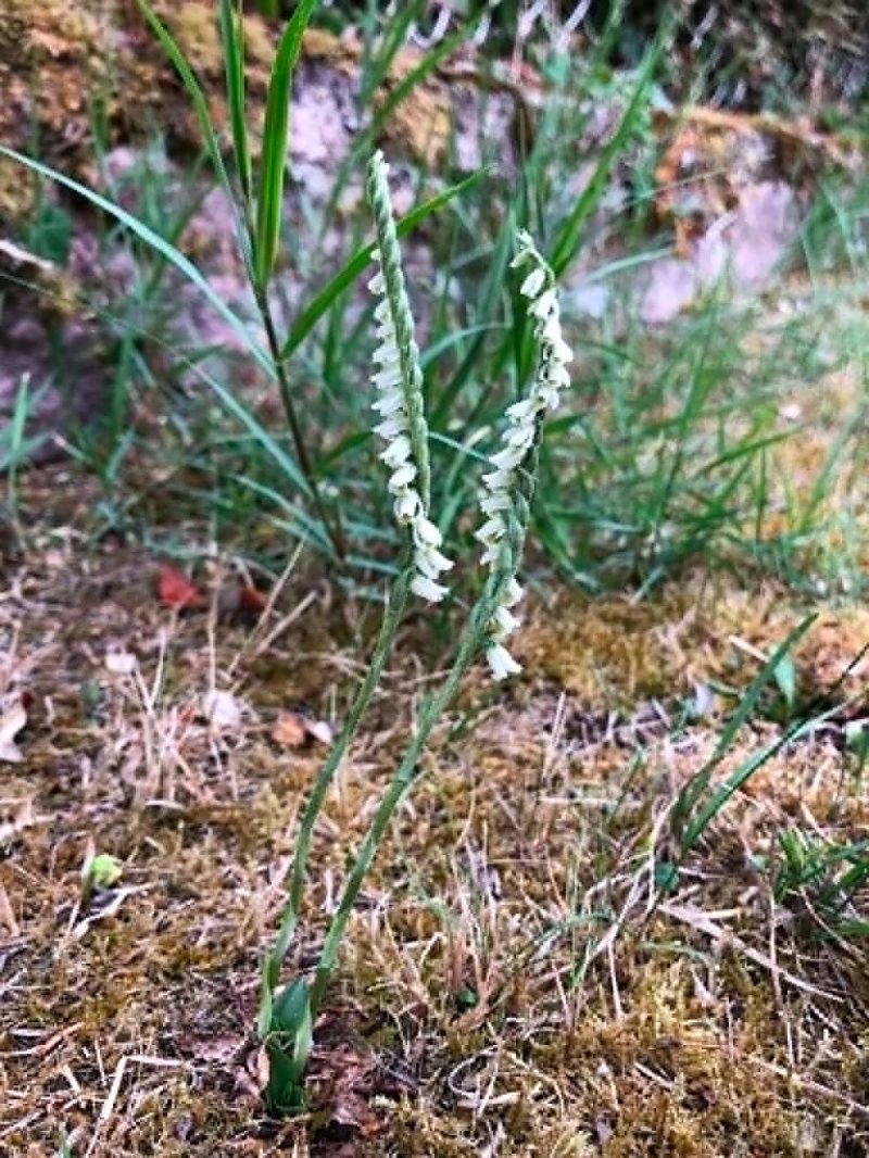 Spiranthes spiralis  - Armelle Bass