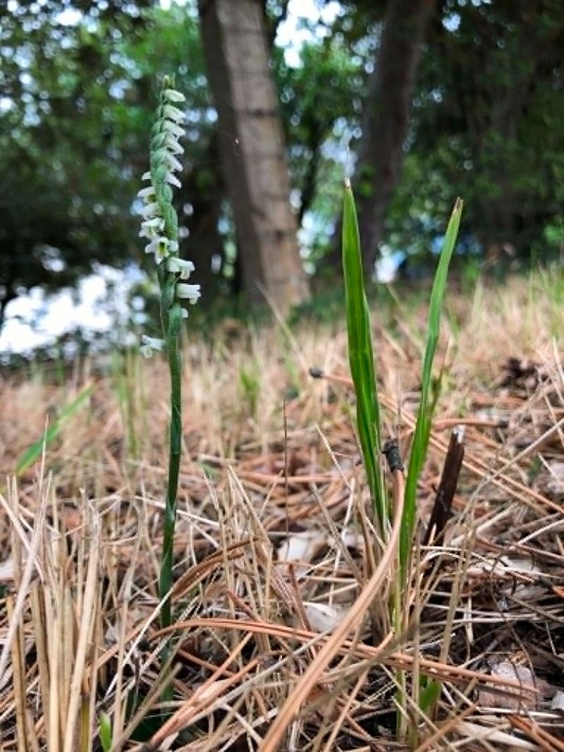 Spiranthes spiralis  - Armelle Bass