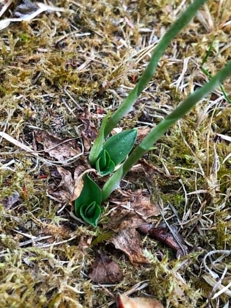 Spiranthes spiralis  - Armelle Bass