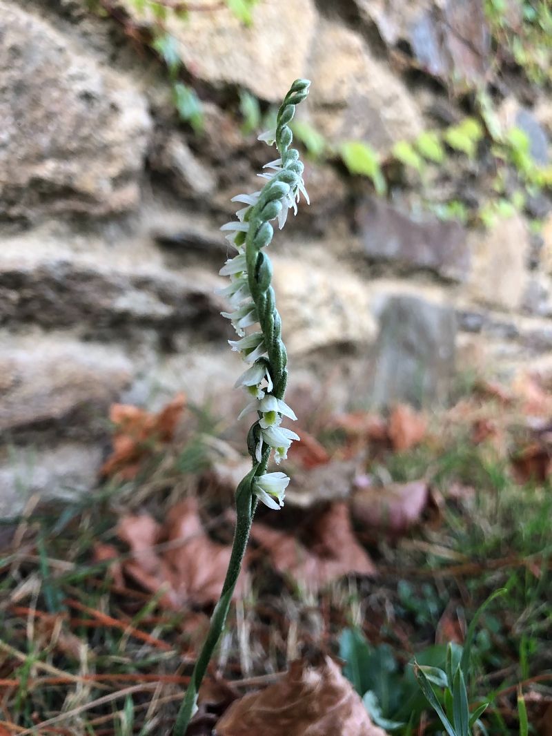 Spiranthes spiralis  - Armelle Bass