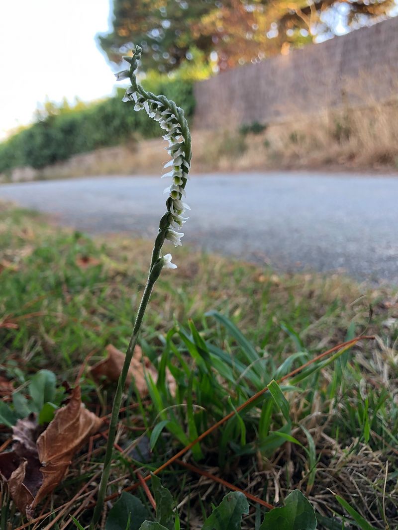 Spiranthes spiralis  - Armelle Bass