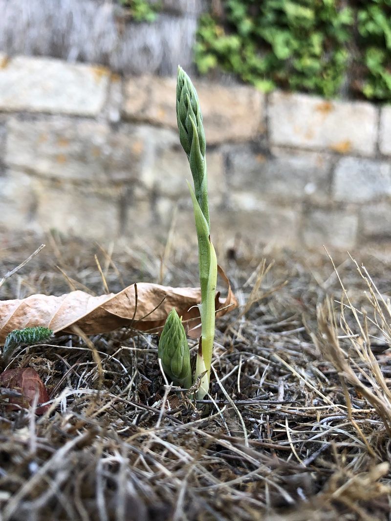 Spiranthes spiralis  - Armelle Bass
