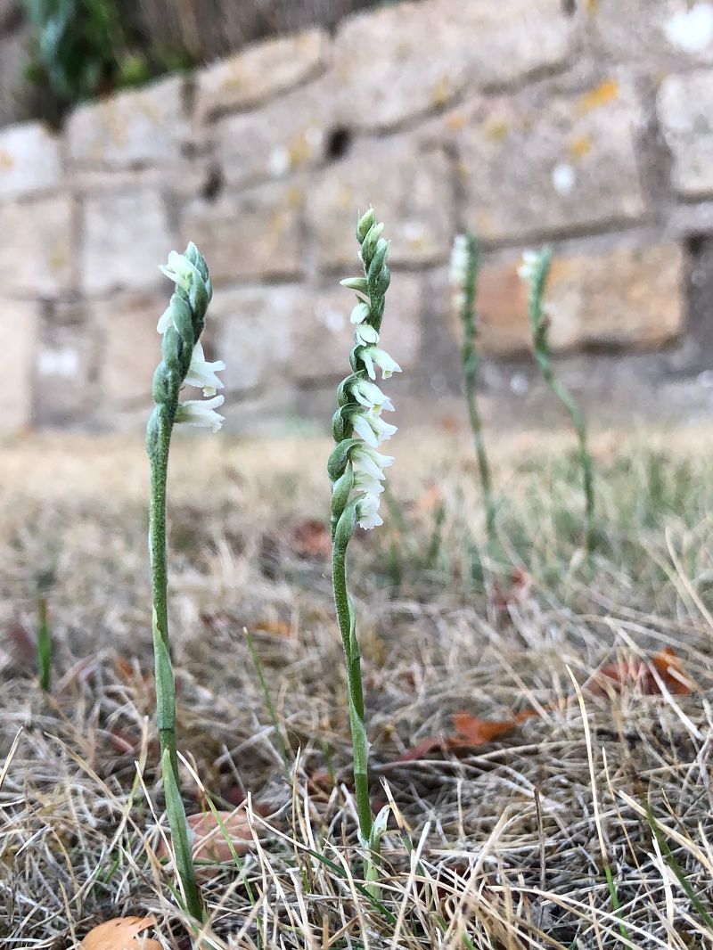 Spiranthes spiralis  - Armelle Bass
