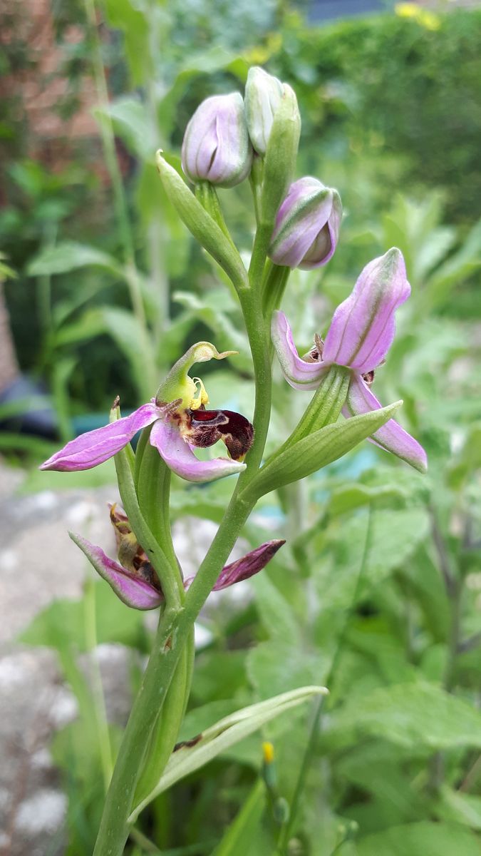 Ophrys apifera  - Armelle Cabin
