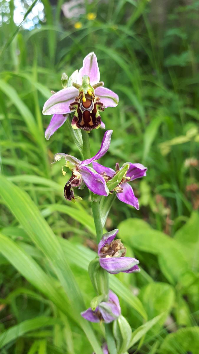 Ophrys apifera  - Armelle Cabin
