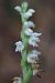 Goodyera repens (Goodyère rampante) © Ghislain Constans