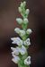 Goodyera repens (Goodyère rampante) © Ghislain Constans