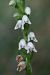 Goodyera repens (Goodyère rampante) © Ghislain Constans