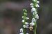 Goodyera repens  - Ghislain Constans
