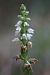 Goodyera repens (Goodyère rampante) © Ghislain Constans