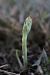 Spiranthes spiralis (Spiranthe d'automne) © Ghislain Constans