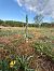 Spiranthes spiralis  - Ghislain Constans