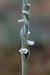Spiranthes spiralis  - Ghislain Constans