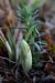 Spiranthes spiralis  - Ghislain Constans
