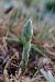 Spiranthes spiralis  - Ghislain Constans