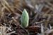 Spiranthes spiralis  - Ghislain Constans