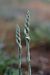 Spiranthes spiralis  - Ghislain Constans