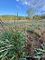 Spiranthes spiralis  - Ghislain Constans