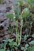 Spiranthes spiralis  - Ghislain Constans