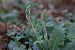 Spiranthes spiralis (Spiranthe d'automne) © Ghislain Constans