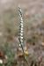 Spiranthes spiralis  - Ghislain Constans