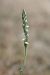 Spiranthes spiralis (Spiranthe d'automne) © Ghislain Constans