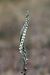 Spiranthes spiralis  - Ghislain Constans