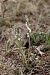 Spiranthes spiralis  - Ghislain Constans