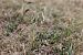 Spiranthes spiralis  - Ghislain Constans