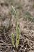 Spiranthes spiralis  - Ghislain Constans