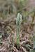 Spiranthes spiralis  - Ghislain Constans