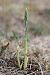 Spiranthes spiralis (Spiranthe d'automne) © Ghislain Constans