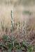Spiranthes spiralis (Spiranthe d'automne) © Ghislain Constans
