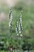 Spiranthes spiralis  - Ghislain Constans