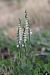 Spiranthes spiralis (Spiranthe d'automne) © Ghislain Constans