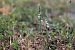 Spiranthes spiralis (Spiranthe d'automne) © Ghislain Constans