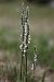 Spiranthes spiralis  - Ghislain Constans