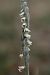 Spiranthes spiralis  - Ghislain Constans