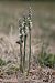 Spiranthes spiralis (Spiranthe d'automne) © Ghislain Constans