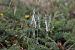 Spiranthes spiralis (Spiranthe d'automne) © Ghislain Constans