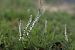 Spiranthes spiralis  - Ghislain Constans