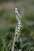 Spiranthes spiralis (Spiranthe d'automne) © Ghislain Constans