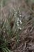Spiranthes spiralis  - Ghislain Constans